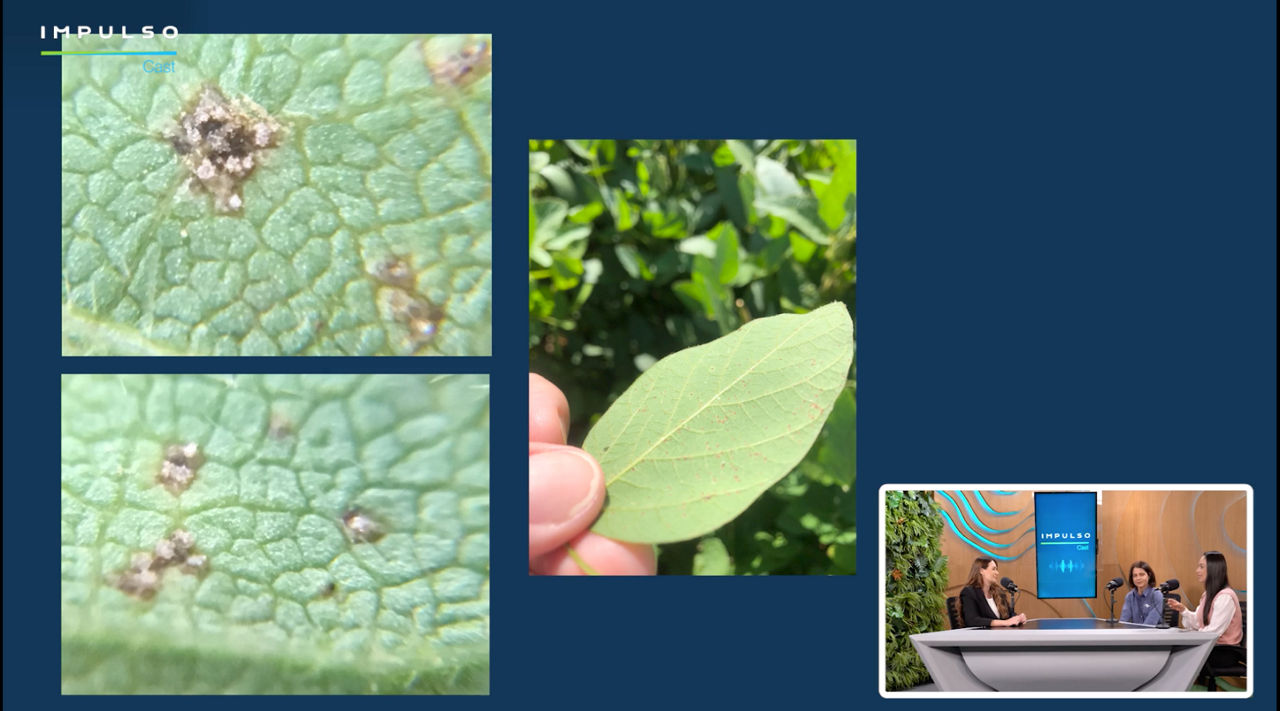  Convidados do Impulso Cast destacam os impactos da ferrugem na lavoura de    soja e explicam as principais estratégias de controle da doença.